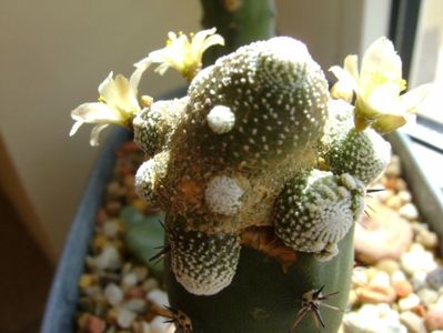 Blossfeldia liliputana