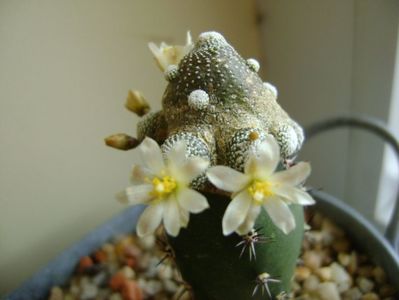 Blossfeldia liliputana