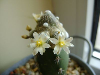 Blossfeldia liliputana