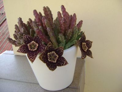 Stapelia variegata