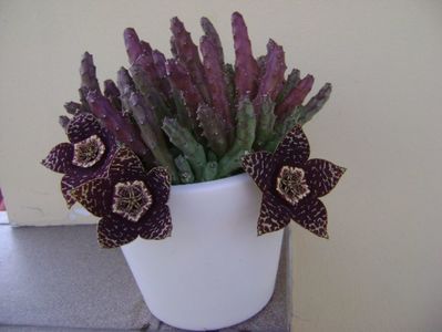 Stapelia variegata