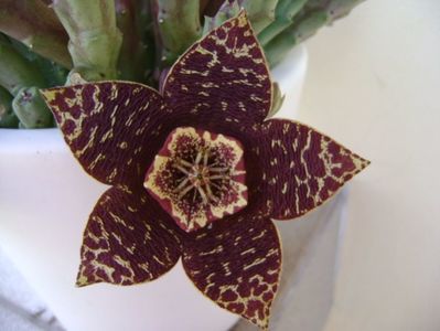 Stapelia variegata