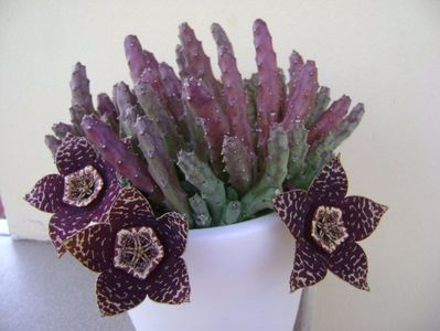 Stapelia variegata