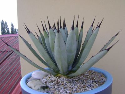 Agave macroacantha