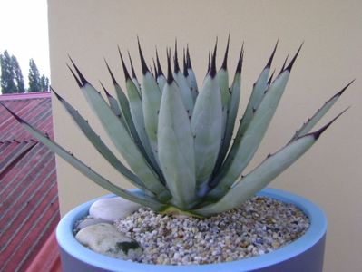 Agave macroacantha