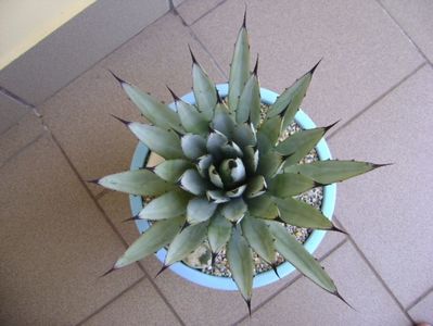 Agave macroacantha