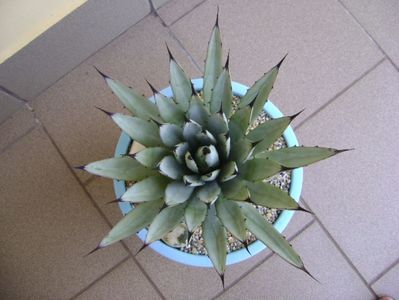 Agave macroacantha