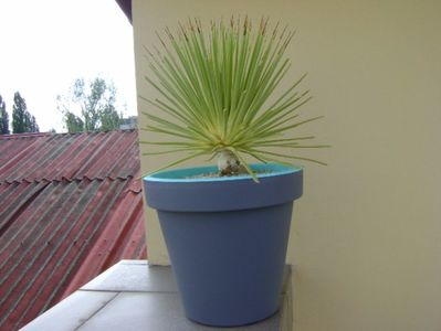 Agave striata f. minima