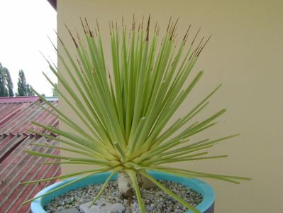 Agave striata f. minima