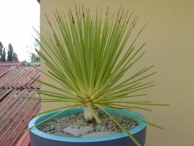 Agave striata f. minima