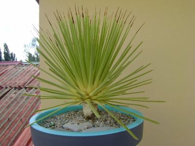 Agave striata f. minima