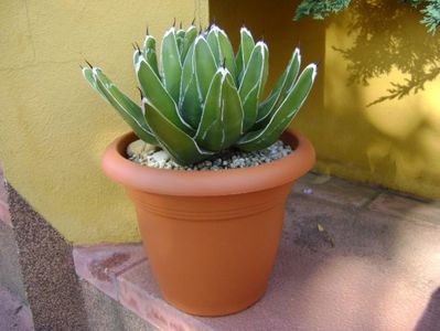 Agave victoriae-reginae