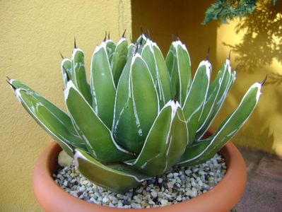 Agave victoriae-reginae