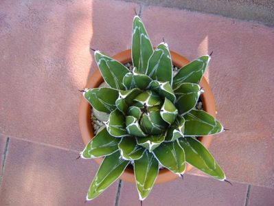 Agave victoriae-reginae