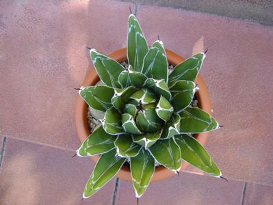 Agave victoriae-reginae