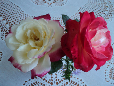 acelasi trandafir , in zile diferite...Double Delight