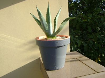 Agave chrysantha