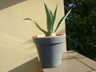 Agave chrysantha