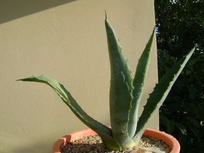 Agave chrysantha