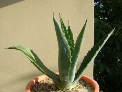 Agave chrysantha