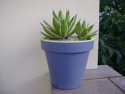 Agave lophantha quadricolor