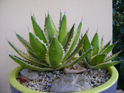 Agave lophantha quadricolor