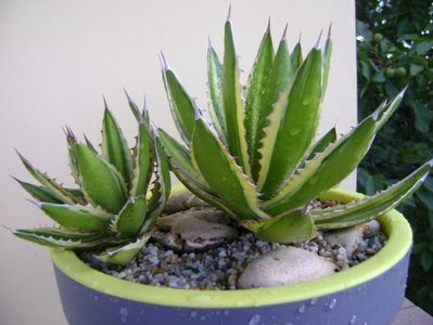 Agave lophantha quadricolor