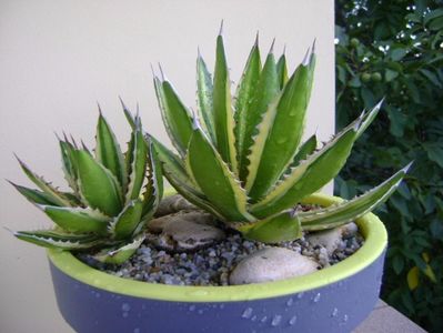 Agave lophantha quadricolor