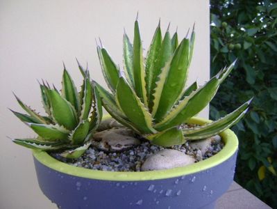 Agave lophantha quadricolor