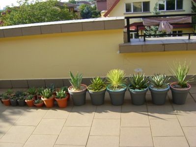 Agave pe terasa la soare