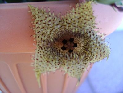 Huernia histrix v. nova