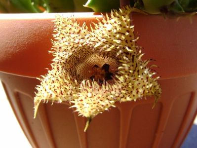 Huernia histrix v. nova