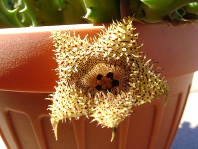 Huernia histrix v. nova