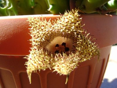 Huernia histrix v. nova