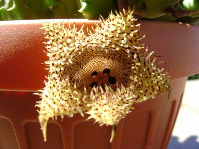 Huernia histrix v. nova