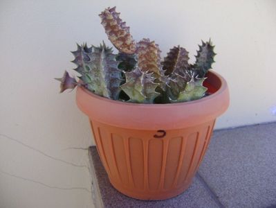 Huernia zebrina v. magniflora