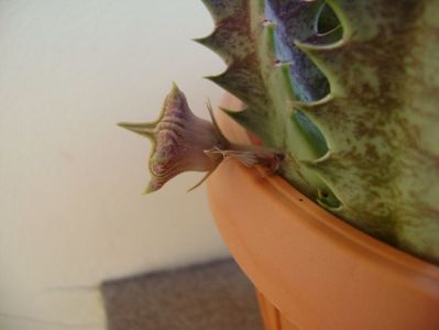 Huernia zebrina v. magniflora