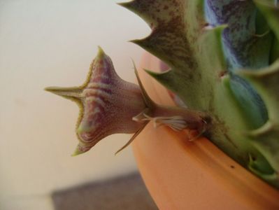 Huernia zebrina v. magniflora