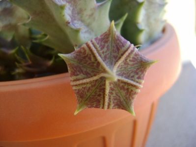 Huernia zebrina v. magniflora