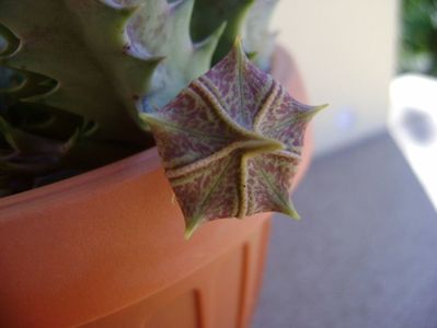 Huernia zebrina v. magniflora