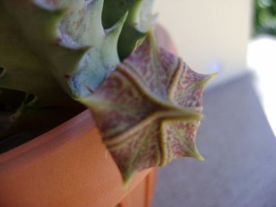 Huernia zebrina v. magniflora