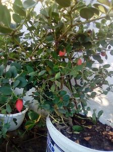Carissa macrocarpa cu fructe; Prun natal
