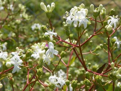 heptacodium miconioides