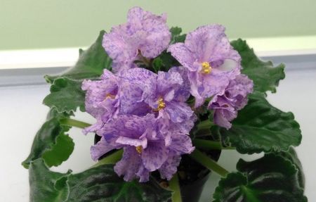 Flori violeta Le Pisanka