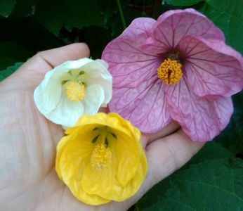 Abutilon hibrid versus abutilon obisnuit..