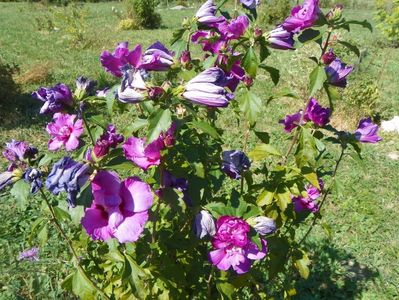 hibiscus syr. Duc de Brabant