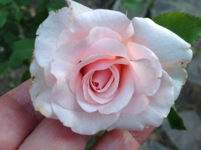Rosé de Tolbiac; Floarea cu care am venit
