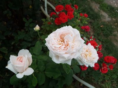 the lady gardener