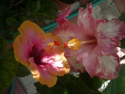 P1350007