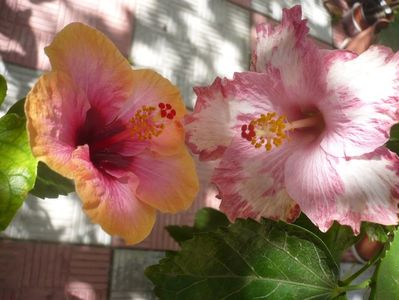 P1350012